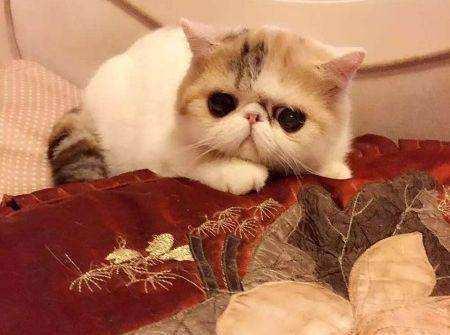 加菲猫天生圆乎乎的脸，看到了就想让人捏一捏，可爱代表