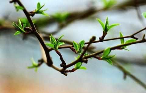 龙抬头日子 让我们一起享受绿色生 长安迎春试驾会邀您共享!