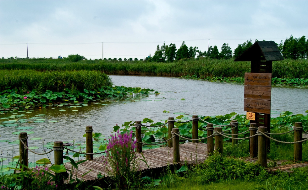 上海崇明岛东滩湿地,国内唯一一处与候鸟保护区相邻的湿地公园
