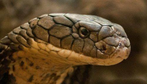 眼镜王蛇VS黄金眼镜蛇 到底谁最厉害 答案是这