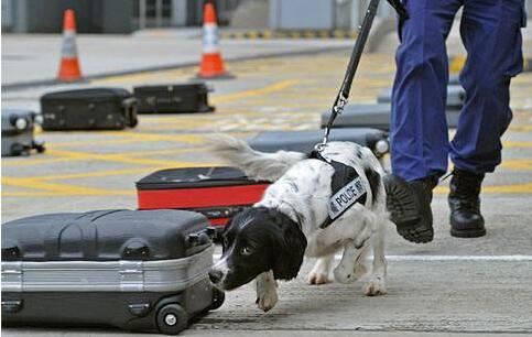 工作犬最大的使命为人民服务，从事的8项工作！