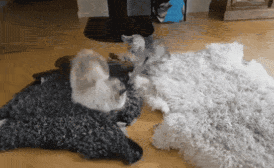 近日猫咪犯罪事件频发,喵警署发布a级通缉令!