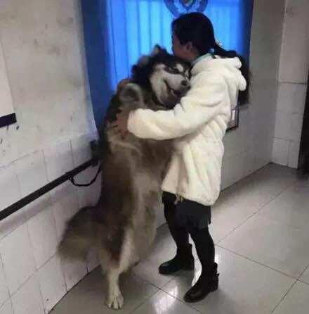 警局里一只阿拉斯加刚送走, 又来了一只: 这是要