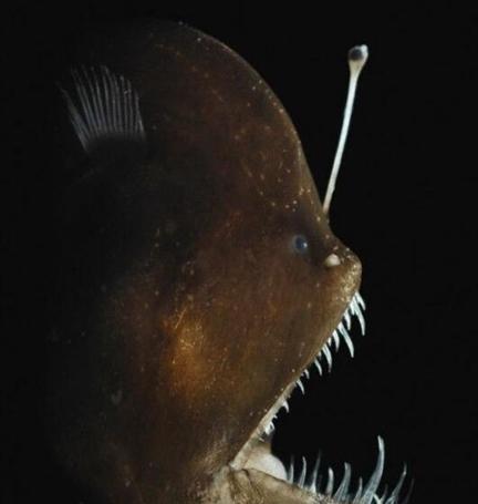 七大长相怪异的恶魔生物: 叶尾壁虎