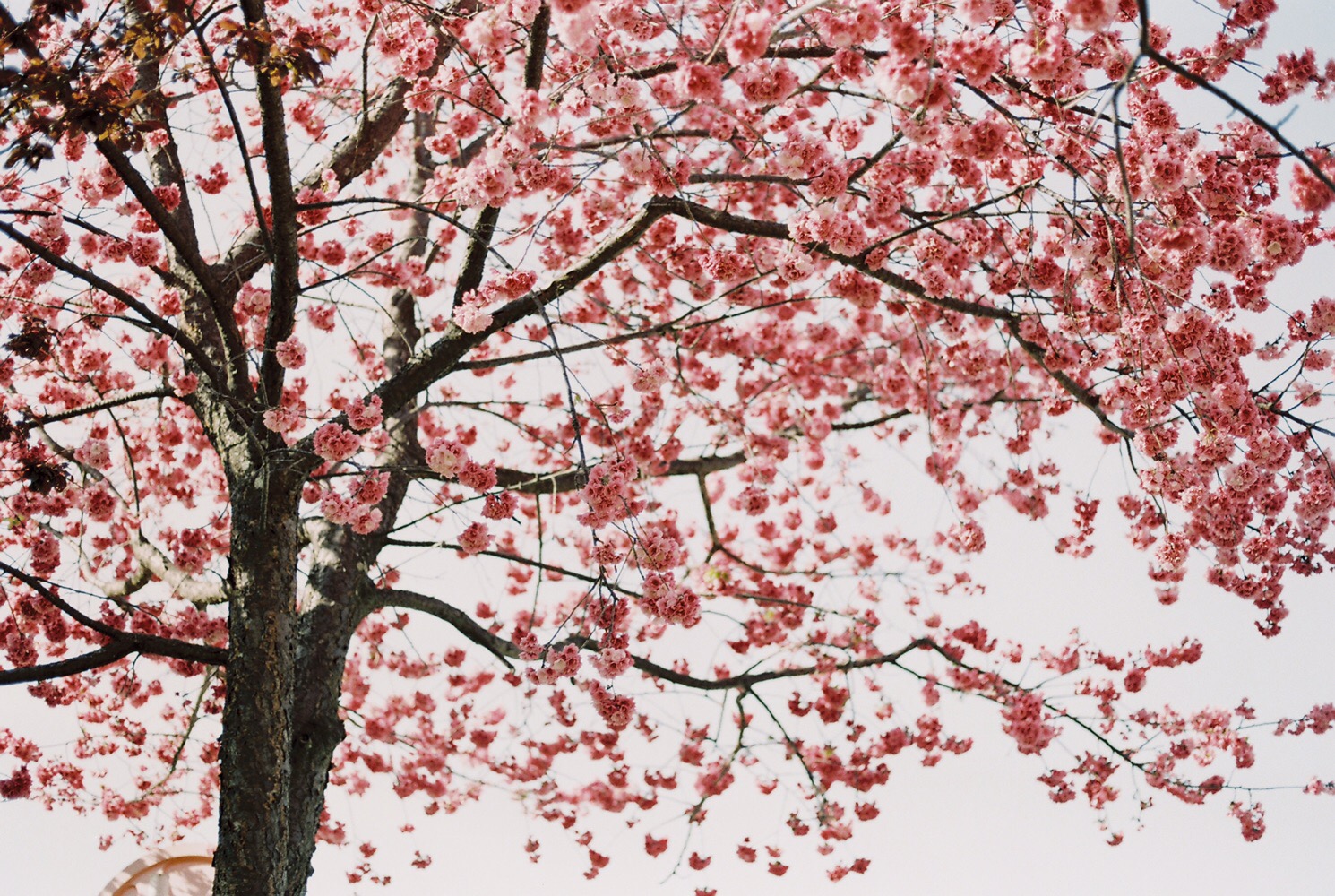 摄友: 相机:佳能kiss胶片机+50\/1.8胶卷:c200