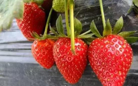 重庆草莓园大全,周末好去处