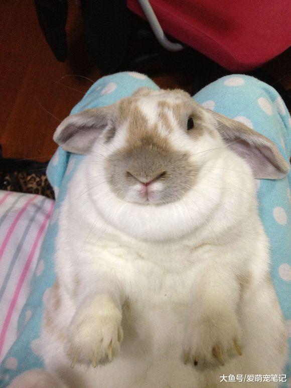 陪伴十年的兔子确诊心脏病, 女孩在医院看到结