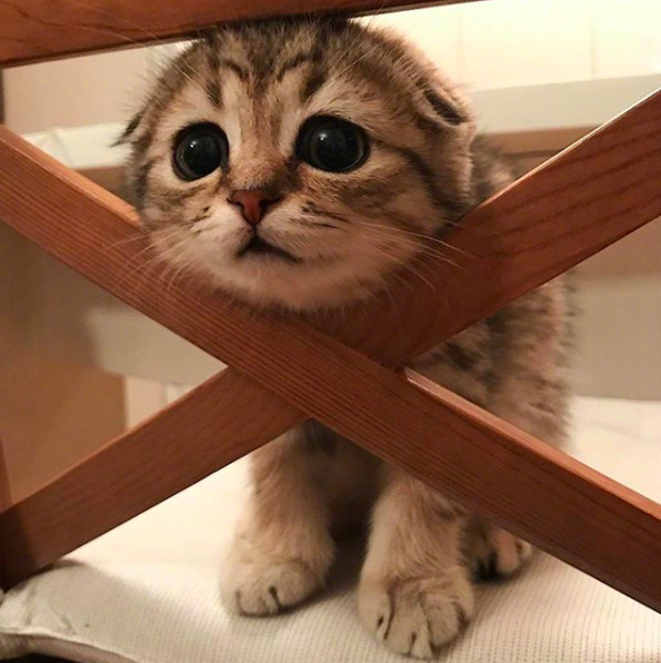 小猫玩耍时不小心卡住了,顶着圆滚滚的大眼向主人求救,太犯规了