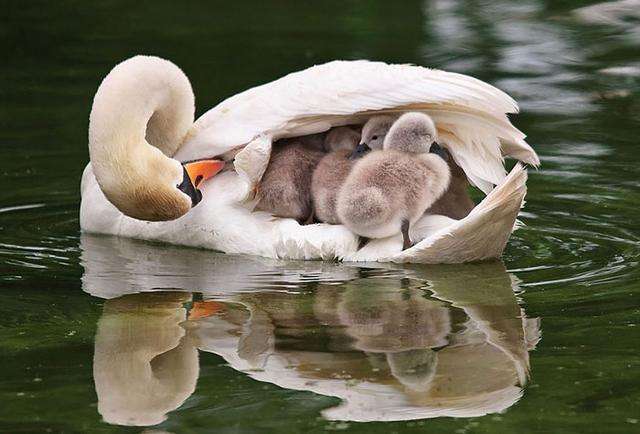 动物世界: 盘点鸟类世界伟大母爱, 每张照片都能暖到你的心