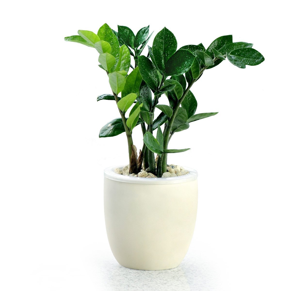 金钱树一盆变多盆非常简单,叶色浓绿还光亮,你