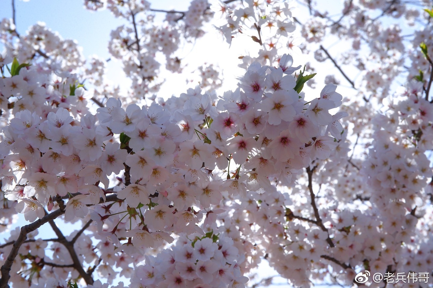 旅顺樱花季61遇见染井吉野樱