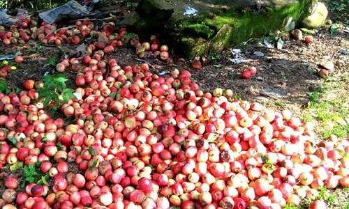 农产品只能打悲情牌?农产品电商怎么做?