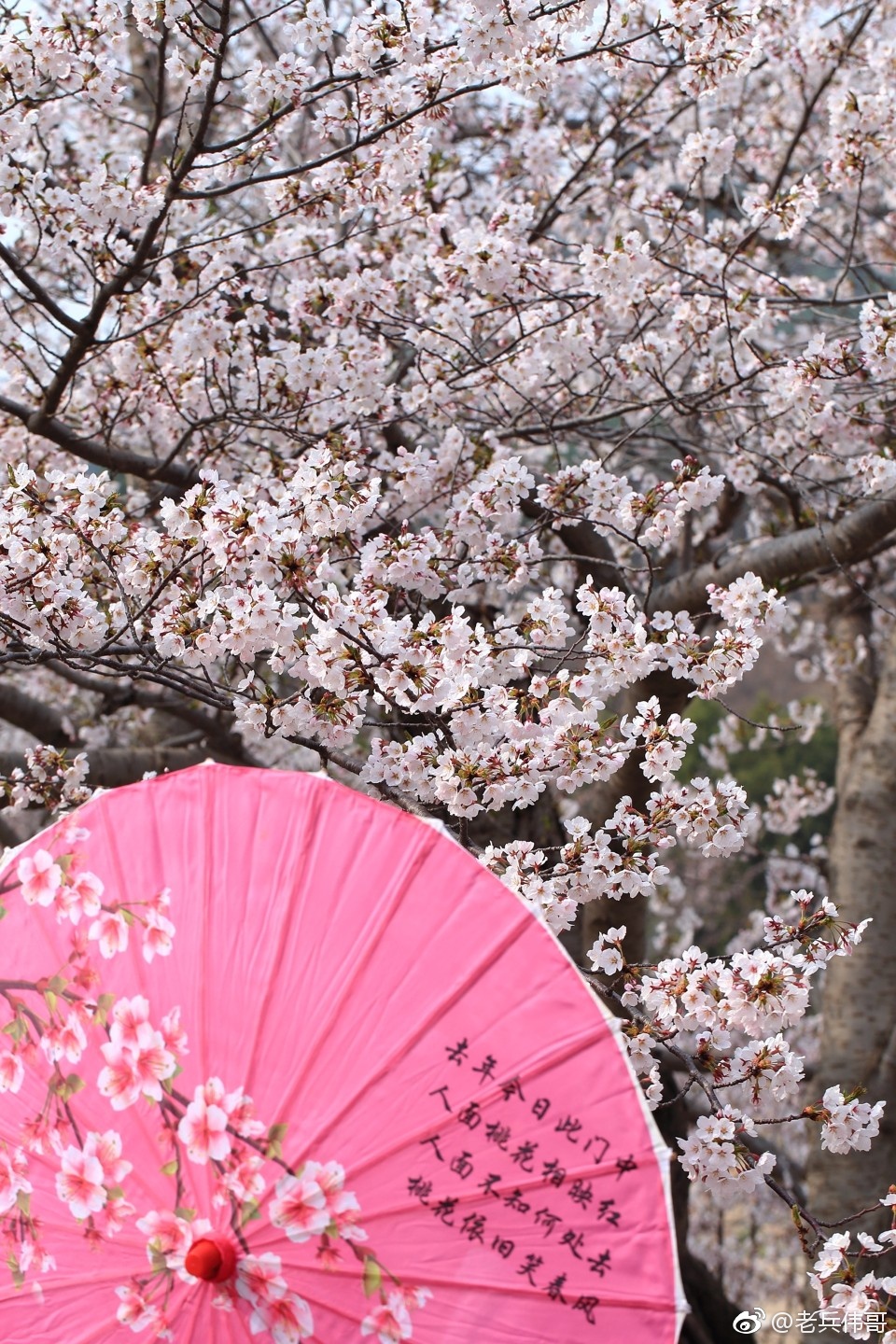 旅顺樱花季遇见染井吉野樱