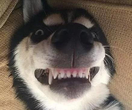 狗狗表情包,它是一种自带表情包的种类