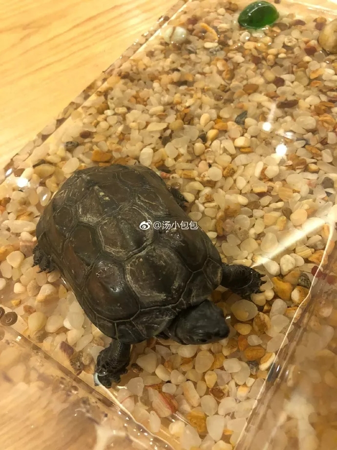 一个没有感情的广东人：乌龟我没炖！网友：你想养肥了再炖！