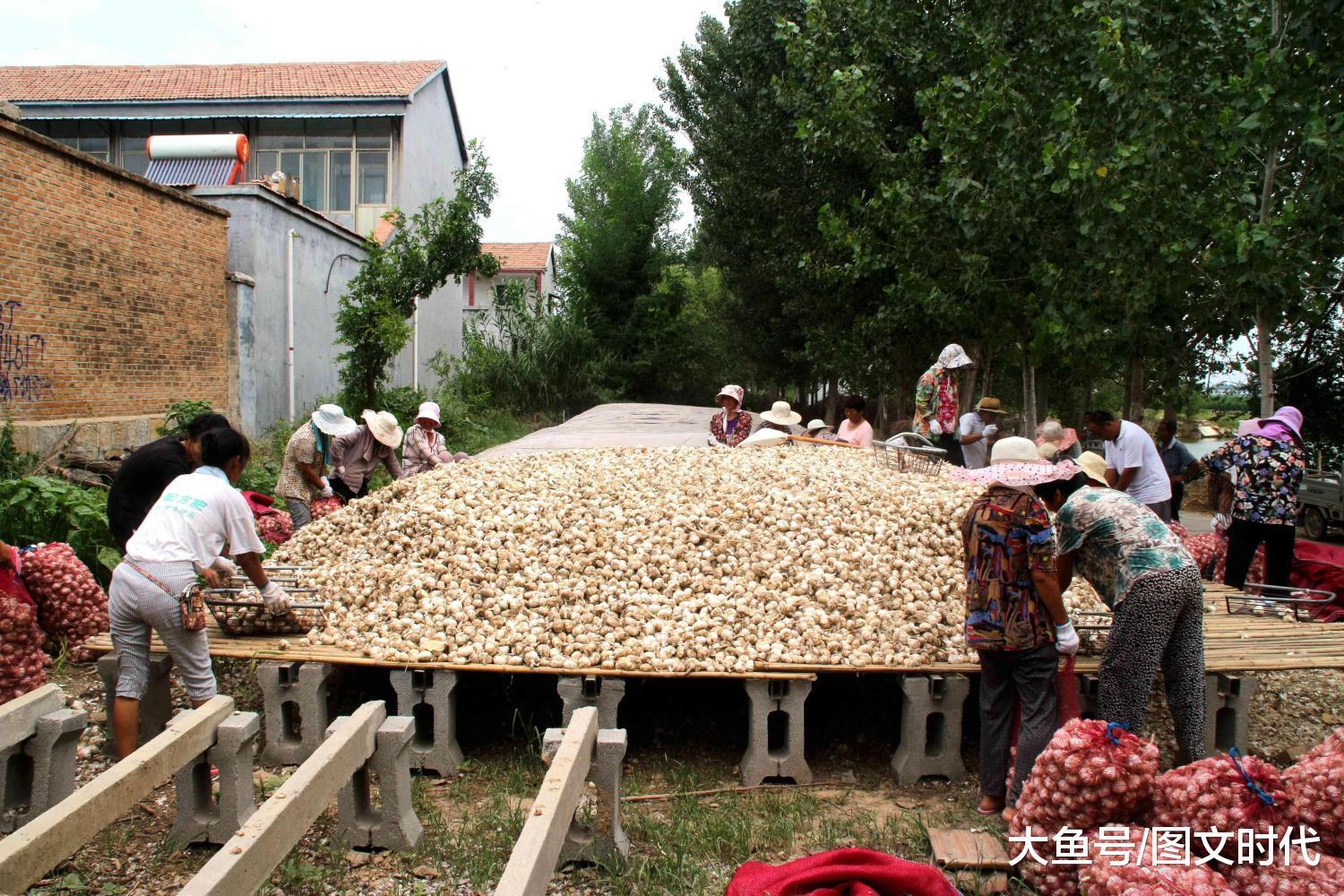 山东省鱼台县鱼城镇图片