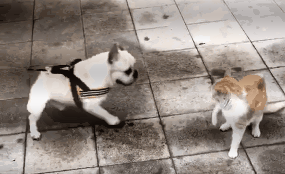 狗狗险被橘猫抓脸,假摔倒地,蹬腿撒泼,铲屎的一脸黑线