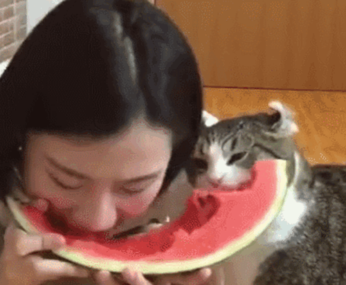 猫咪看见女主人吃西瓜, 也跳过去吃, 二者吃相差别也