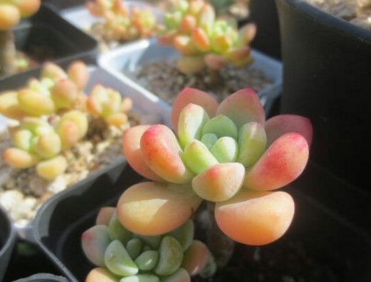 果冻色的多肉植物罗琦,紧凑的叶片显得很美艳