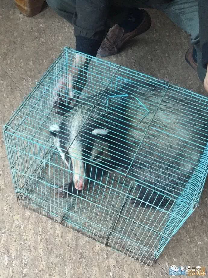 你见过吗?