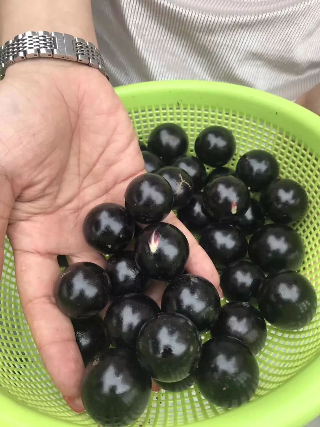 哪位知道这两个黑色的水果叫什么名字？求解!!!_百度知道