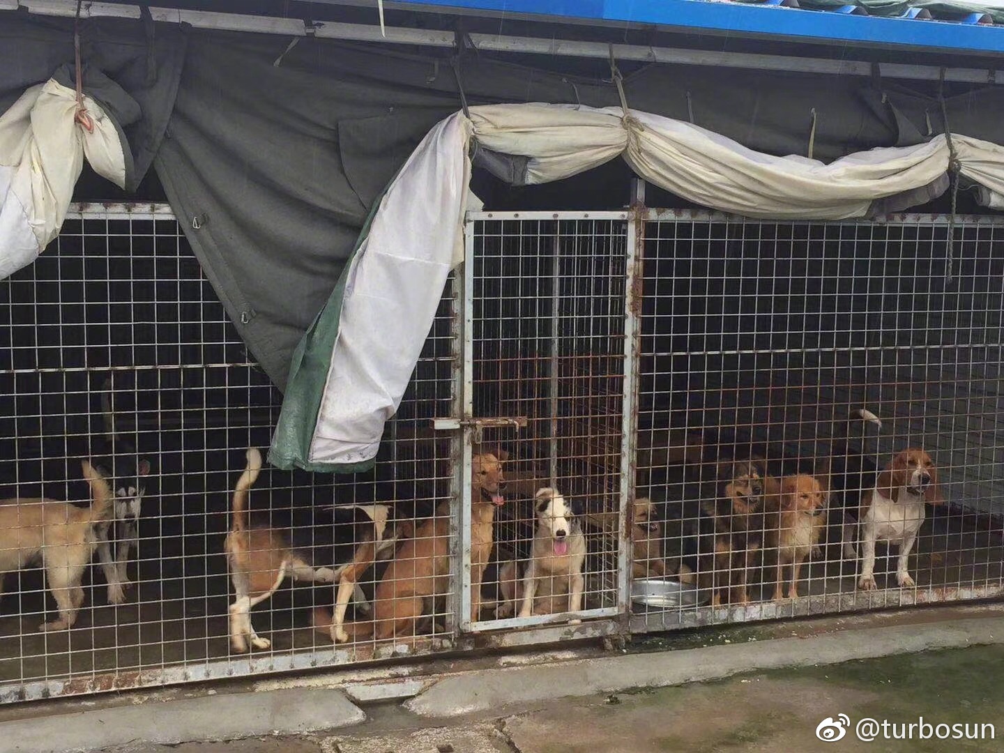 800多只流浪狗求领养,求安生之处。目前