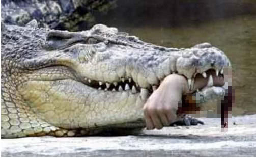 为了快速致富,男子每天捕杀野生鳄鱼,终于遭到