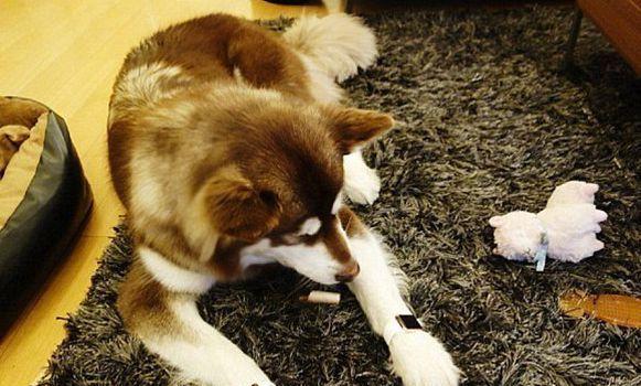 王思聪的历任女人都不敢得罪她, 生日礼物是