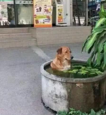 搞笑图片:这真的是一个炎热的夏天,连狗狗都会泡浴缸