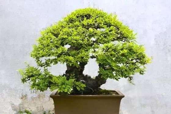 榆树是农村常见的高大的树,也可以种在花盆里