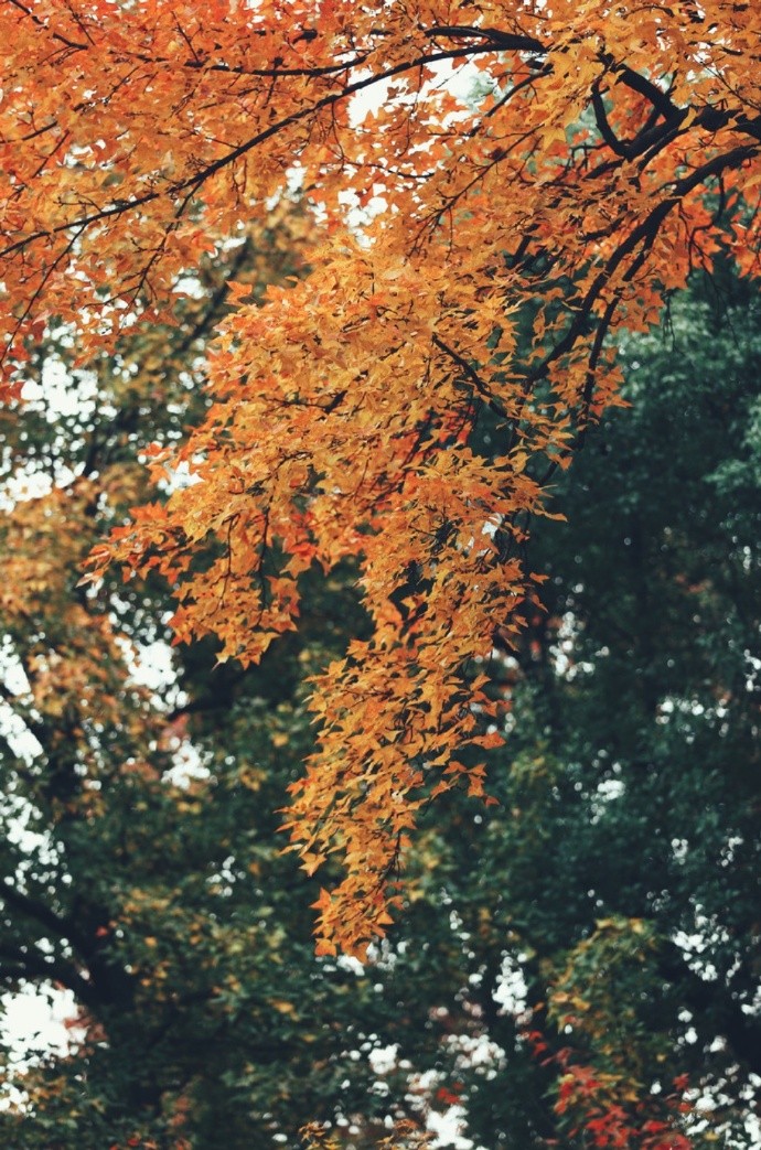 清时有味是无能,闲爱孤云静爱僧