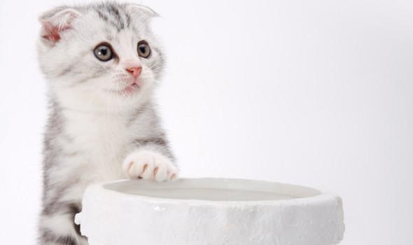 不忍心看到折耳猫被病痛折磨? 铲屎官要会观察