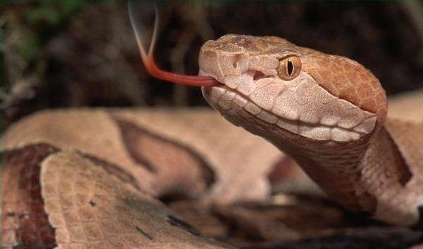 被毒蛇咬了, 最快最好的急救办法是什么?