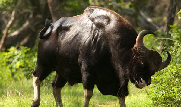 被称世界上体型最大的牛, 极其凶猛, 四条腿都穿着长筒袜