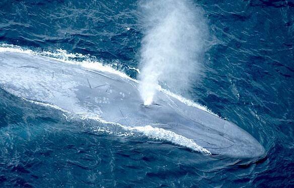 消失了100年的蓝鲸，突然回到南极海域，这预示着什...