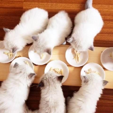 猫咪吃生肉的三大好处:相比煮好的熟肉,这或许