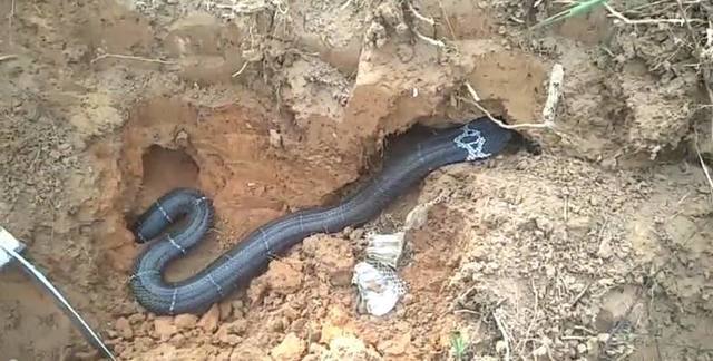 男子跑深山里挖老鼠洞,辛苦忙活半天,结果让他出乎意料!