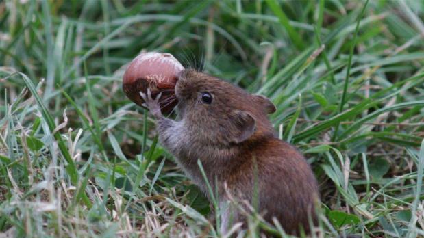 地板下藏了90多条剧毒蛇，几年看不到一只老鼠：下面...