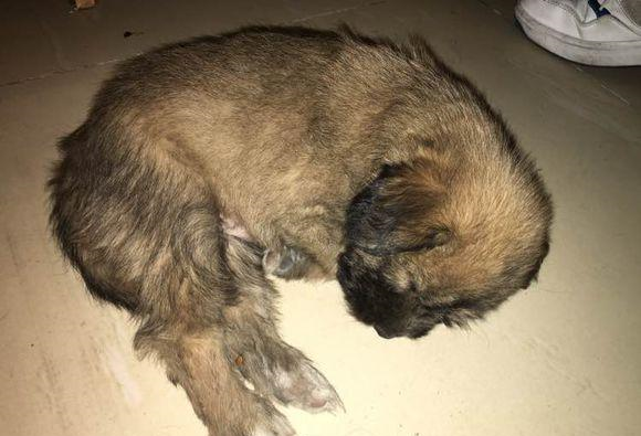 女孩捡回家的小奶狗,睡觉好像婴儿总是半夜哭