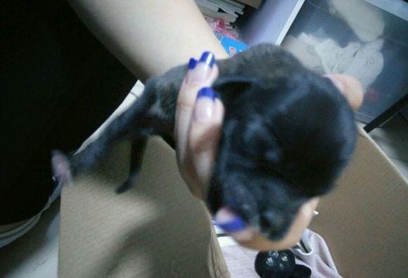 发现黑色塑料袋在动,打开发现七只小奶狗被人