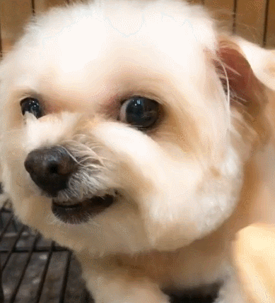 壁纸 动物 狗 狗狗 389_429 gif 动态图 动图