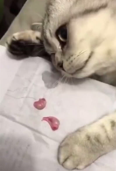 猫咪盯着被割下的蛋蛋,两行清泪怀疑猫生,神情太让人