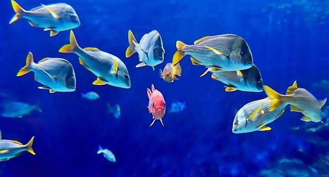 鱼缸里的病鱼,为什么会被其它鱼追咬