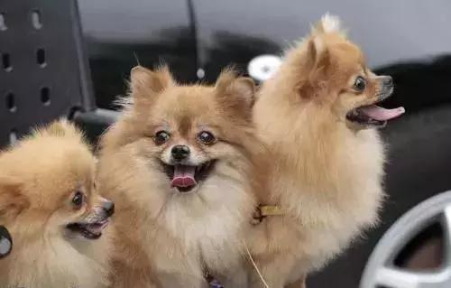 狗狗的不同品种（小型犬）｜科普