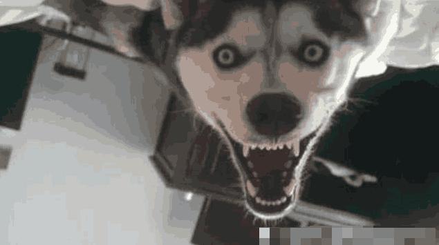 护士姐姐你醒了，你已经是一个女孩了，二哈的眼神让主人笑喷