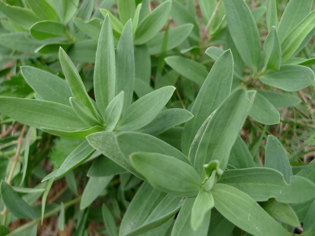 农村山上的“蚂蚱菜”,长得像马齿苋,包饺子是一绝,能清热解毒