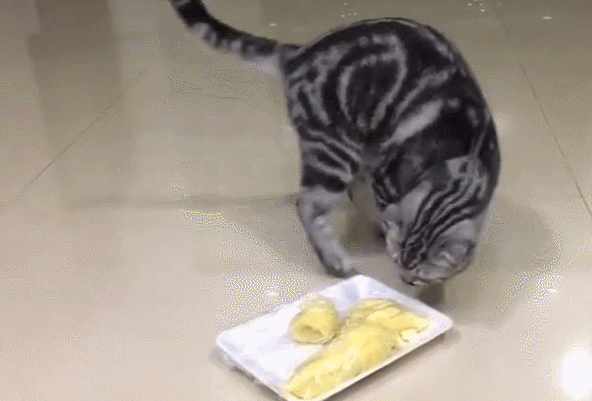 猫咪把榴莲当成屎,闻到榴莲味道,四处找泥来埋榴莲!