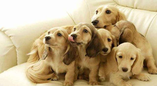 合适狗狗的英文名字:狗狗时兴好听的英文名!你