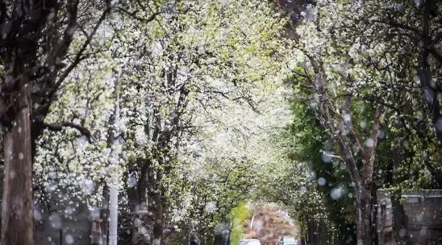 一夜间花开成海！川西这条即将被春花攻陷的环线，老司机必藏！