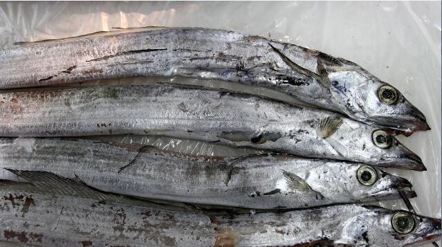 带鱼肚里发现鱼钩,吃到这样的带鱼后果不堪设